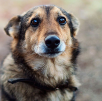 2 de junio: D&iacute;a Nacional del Perro