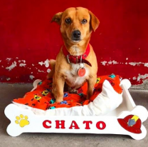 Conoc&eacute; a "Chato", el perro bombero que es furor en las redes sociales