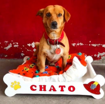 Conocé a "Chato", el perro bombero que es furor en las redes sociales