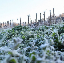Cayó la primera helada en Salta: el termómetro marcó -2 grados bajo cero