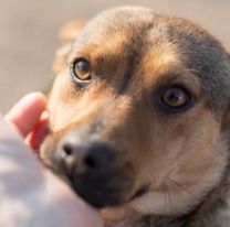 Sumate a la campaña a beneficio de los perritos de la calle