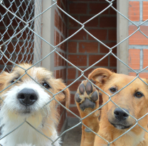 Hoy se realizará un festival Solidario por los perritos de Salta