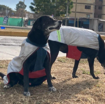 Se busca a una familia para los perritos "Abuelitos de Valdivia"