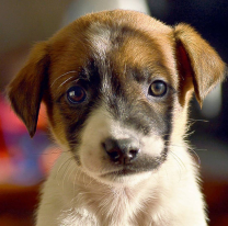 Este domingo se realizará un festival Solidario por los perritos de Salta