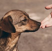 Un tatuaje por una donación: la campaña solidaria por los animales en situación de calle