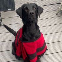 El perrito adoptado en Moldes por una pareja de alemanes ya se encuentra en Alemania