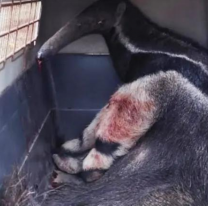 Salvaron a un oso hormiguero que fue atropellado y abandonado sobre la ruta 34