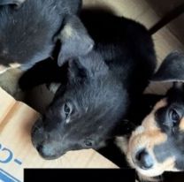 Joven salteña salvó a cachorros abandonados en la ruta al Lesser