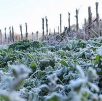 Heló en Salta capital y alrededores: la térmica alcanzó los -3º