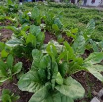 Cursos gratuitos para armar tu huerta en casa