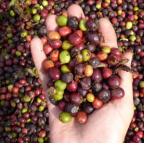 De Salta para el mundo: conocé el café que se cosecha y produce en las yungas 