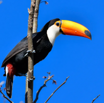 Presentaron un libro para niños sobre el tucán de las yungas del NOA