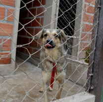 El Centro de Adopciones "Nicolás Mancilla" tiene 70 animales esperando un hogar