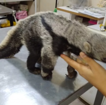 Rosario de la Frontera: rescataron a un oso hormiguero de 2 meses de edad
