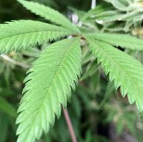 El Gobierno legalizó la compra de semillas de cannabis