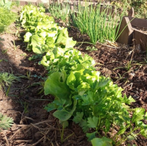 Talleres gratuitos para el cuidado de plantas y cultivos de huerta en invierno