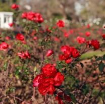 Jornada de "Poda de Rosales" y entrega de esquejes en plaza G&uuml;emes