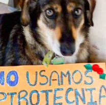 Pirotecnia cero: trabajan el proyecto de ley en el Senado provincial