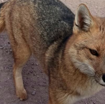 Tincho y Delia, una parejita de zorros colorados que se hizo viral en la Cuesta del Obispo