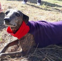 Recolectan telas para abrigar a perritos callejeros