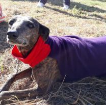Recolectan telas para abrigar a perritos callejeros