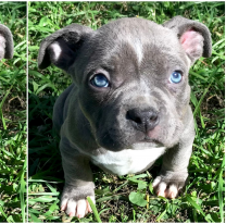 $50.000 pesos para el primero que encuentre a Titán: su dueño está desesperado