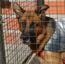 Se invita a festejar el "Día del Mejor Amigo" con los perritos del Centro de Adopciones