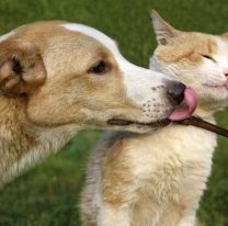 Castrar&aacute;n y vacunar&aacute;n gratis a animales en la zona sureste de la Ciudad de Salta