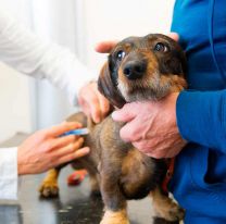 Se lleva a cabo la campaña de vacunación antirrábica en la provincia