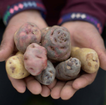 Se viene una nueva edición de la Fiesta de la Papa Andina en El Alfarcito