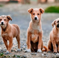 21 de julio: Día Mundial del Perro