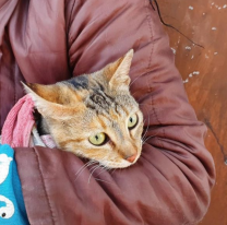 El M&oacute;vil Quir&uacute;rgico se instalar&aacute; en barrio Ampliaci&oacute;n 20 de Junio