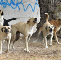 Penalizarán a dueños de animales sueltos
