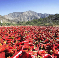 Se realizar&aacute; la edici&oacute;n 49&ordm; de la fiesta provincial del pimiento en Payogasta