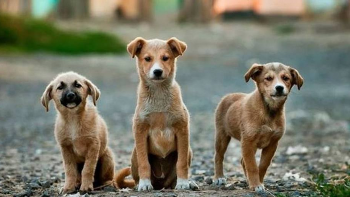 27 de julio: ¿Por qué es el Día Internacional del Perro Callejero?