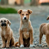 27 de julio: ¿Por qué es el Día Internacional del Perro Callejero?