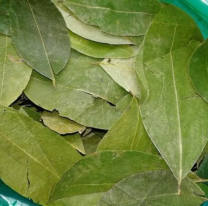 Sigue aumentando el precio de la hoja de coca en Salta: ¿Cuánto cuesta?