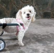 Realizarán un "Desfile Sobre Ruedas" con mascotas en Salta