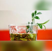 Pachamama: c&oacute;mo preparar ca&ntilde;a de ruda y cu&aacute;ndo se toma