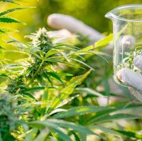 Salta avanzar&aacute; en las investigaciones sobre cannabis medicinal