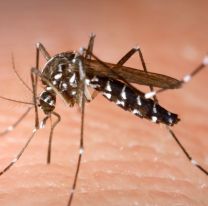 Fabrican un larvicida que podría reducir un 97% la población de mosquitos en Salta