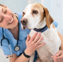 Día del Veterinario y del Ingeniero Agrónomo: por qué se celebra cada 6 de agosto