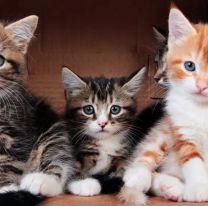 Hoy es el Día Internacional del Gato: conocé los beneficios de tener uno en casa