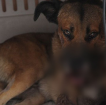 Muri&oacute; Dardo, el callejerito al que le arrojaron un petardo y explot&oacute; en su hocico