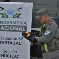 Gendarmes rescataron a un tucán herido