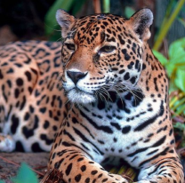 Se realizará el taller literario científico "Conociendo a los Yaguaretés"