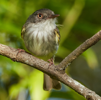 Orán es el departamento con más especies de aves de Argentina