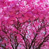 Día del Árbol: por qué se celebra el 29 de agosto