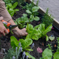 Se abre la inscripción para el curso de huertas en casa