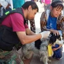 Brindarán atención veterinaria para perritos peregrinos en los puntos de recepción